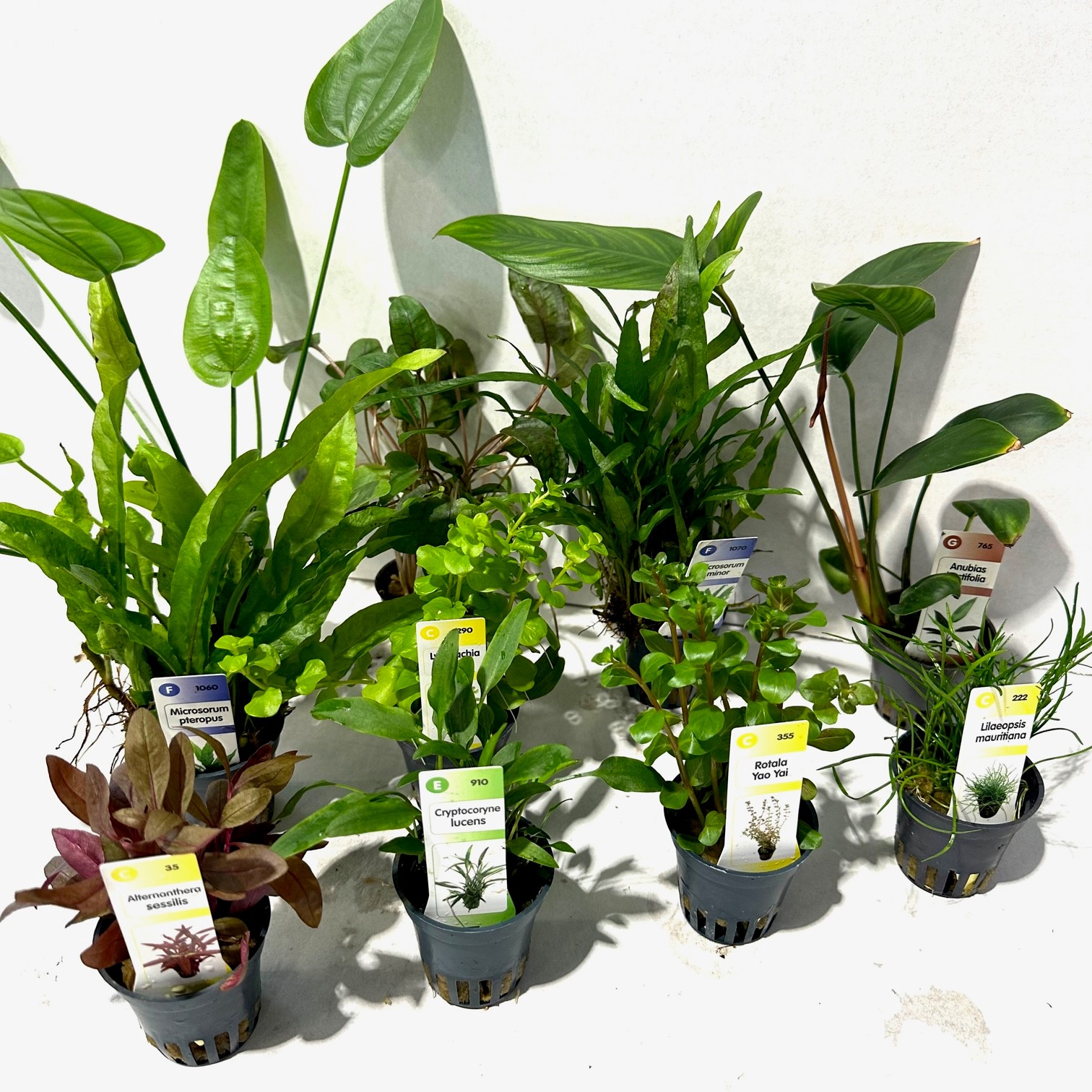 Plantenpakket super 60 stuks